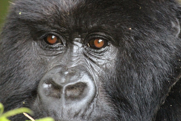 Close-up portrait of black eye