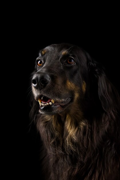 Close up portrait of an black Hovawart