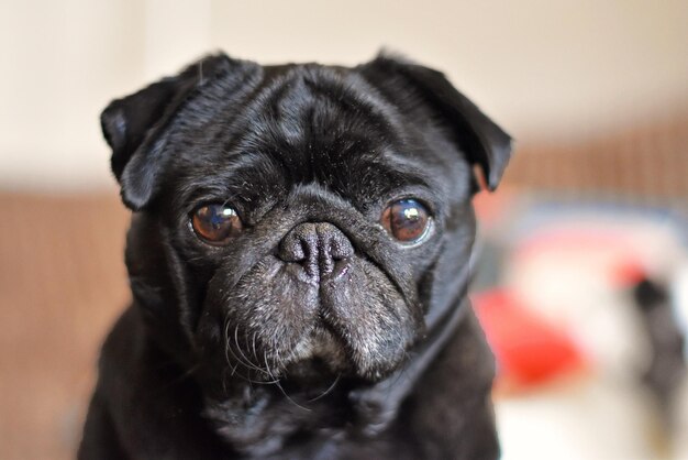 Close-up portrait of black pug