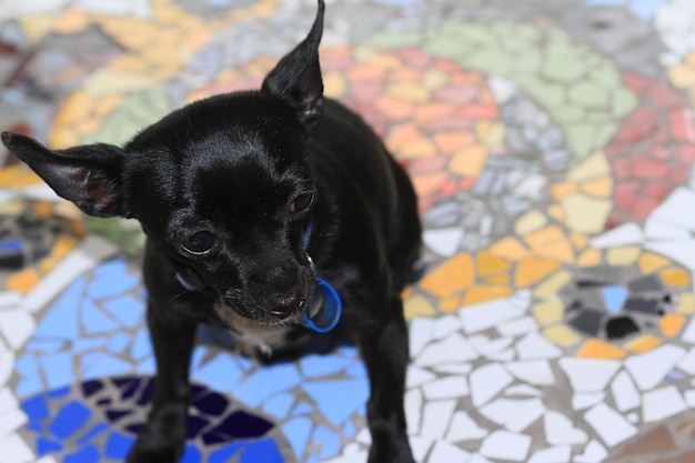 Photo close-up portrait of black puppy