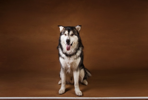 茶色のスタジオで黒と白のアラスカンマラミュート犬のクローズアップの肖像画