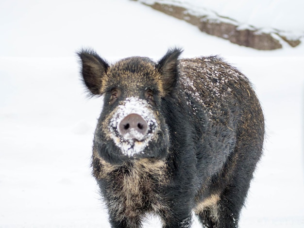 Foto ritratto ravvicinato di un cinghiale sulla neve