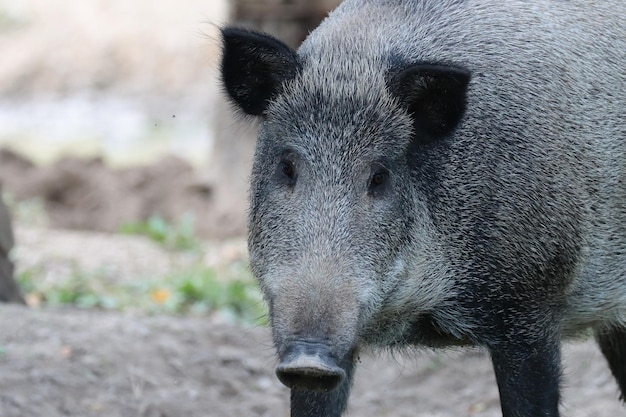 Photo close-up portrait of a boar