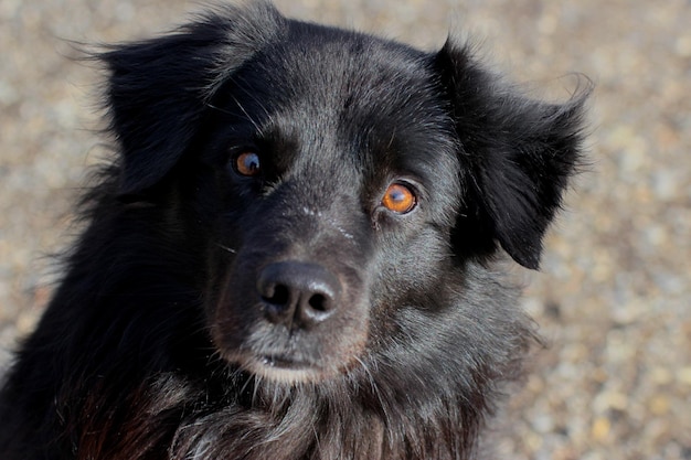 Foto ritratto da vicino del border collie