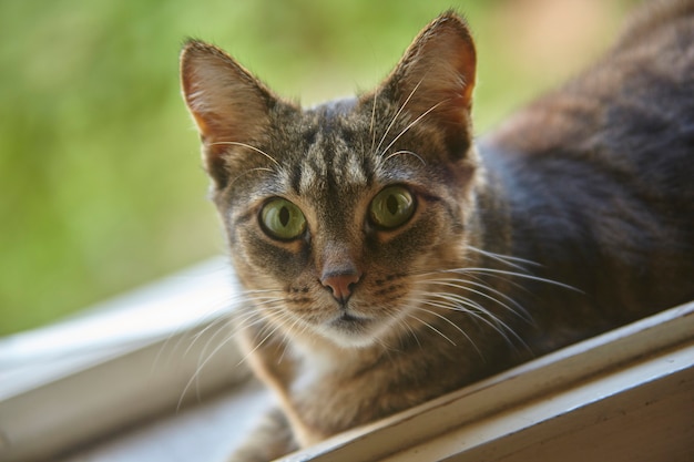 Close-up portrait of a brindly half-breed cat gazing towards the point of recovery
