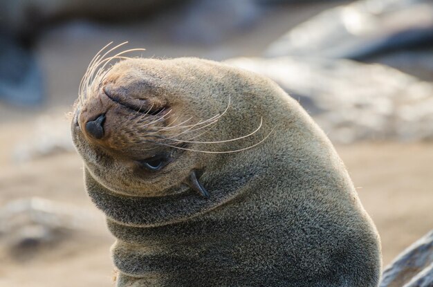 Foto ritratto ravvicinato di una foca a pelliccia marrone nella riserva di foca di cape cross, in namibia