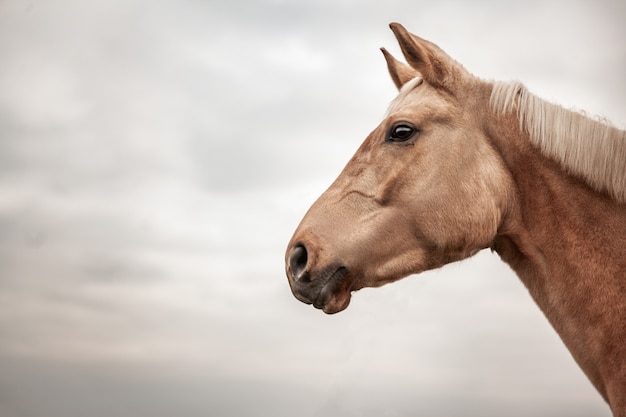 Close-up portrait of a brown horse in profile against the sky