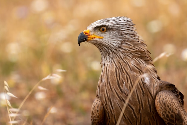 Photo close-up portrait of a brown kite