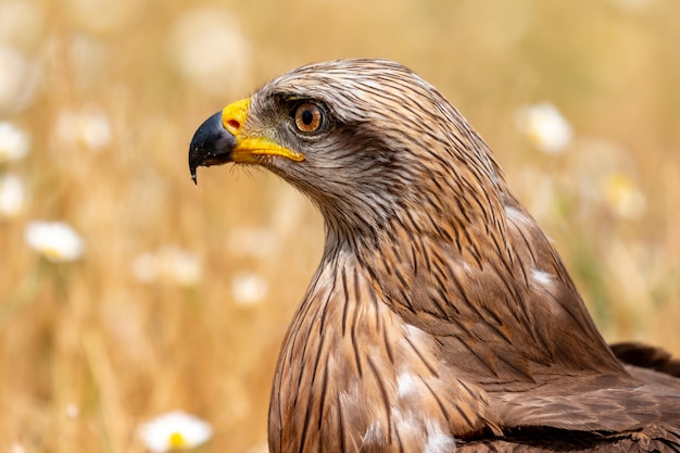 Photo close-up portrait of a brown kite