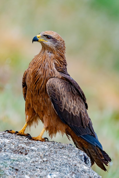 Close-up portrait of a Brown Kite 