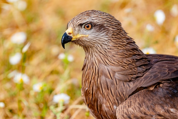 Photo close-up portrait of a brown kite