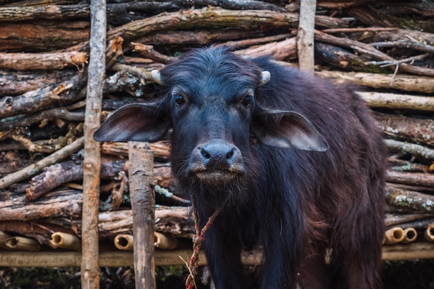 Photo close-up portrait of a buffalo on field