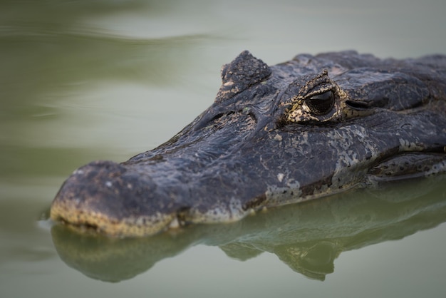 Foto ritratto ravvicinato di un caimano che nuota nel lago