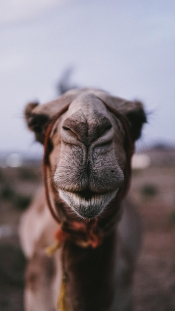 Photo close-up portrait of a camel