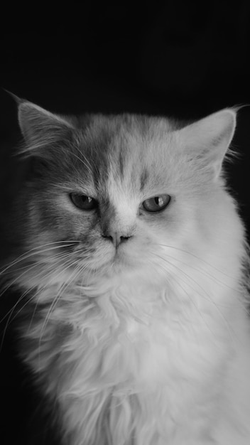 Close-up portrait of cat against black background