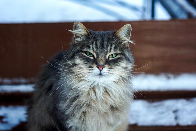 Close-up portrait of cat against blurred background