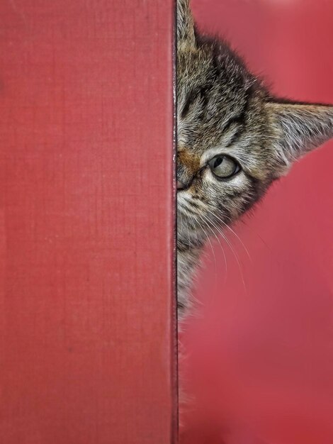 Photo close-up portrait of cat against red wall