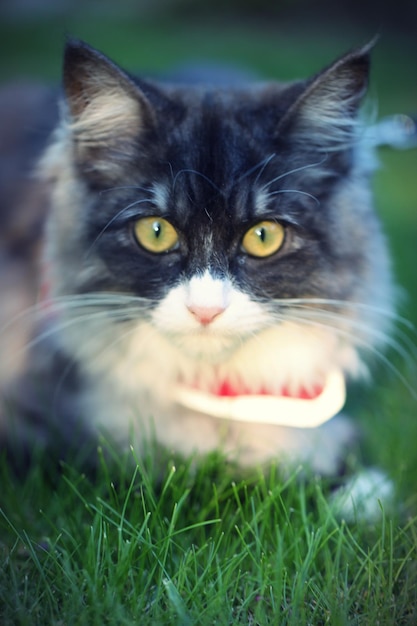 Foto ritratto ravvicinato di un gatto sul campo