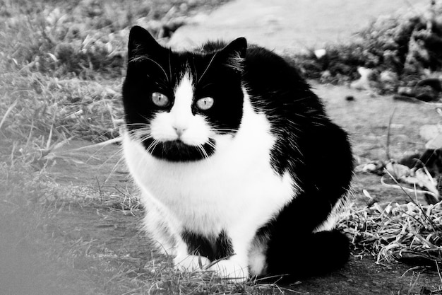 Photo close-up portrait of cat on field