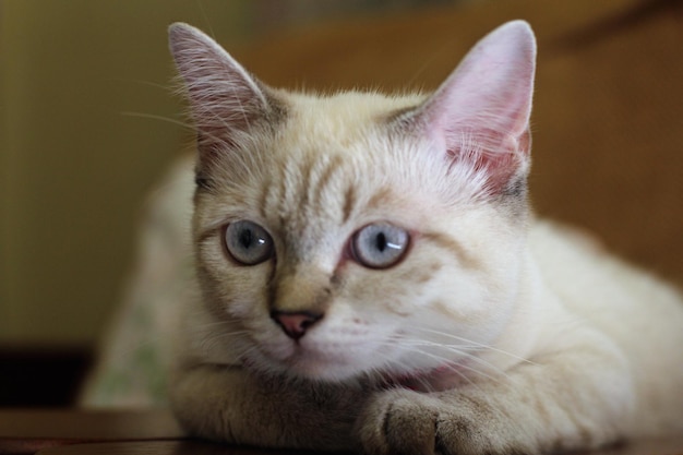 床上の猫のクローズアップ肖像画