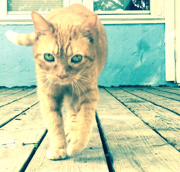 Close-up portrait of cat on floorboard