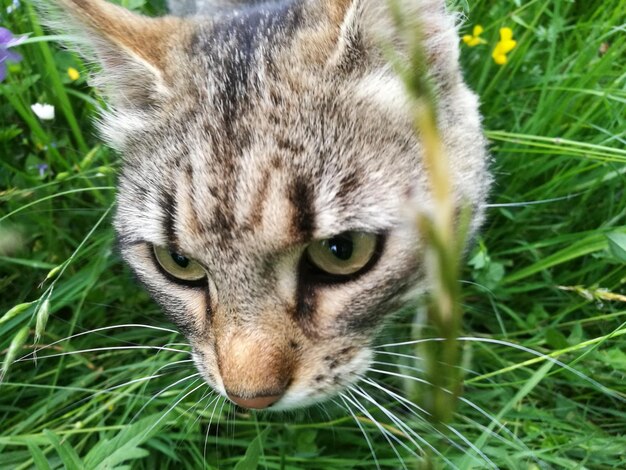 Close-up portrait of cat on grass