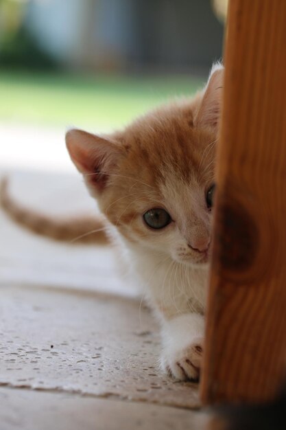 Foto ritratto ravvicinato di un gatto nascosto dietro un tavolo