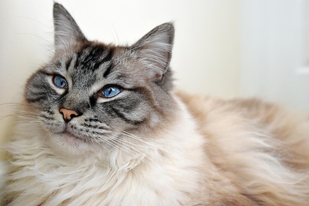 Foto ritratto ravvicinato di un gatto a casa