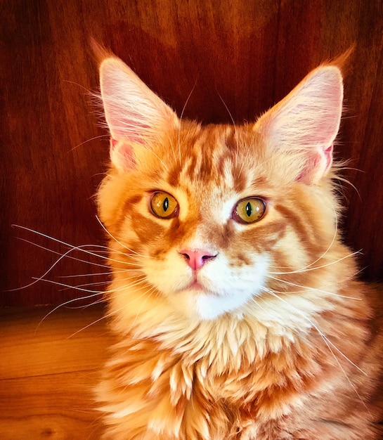 Photo close-up portrait of cat at home