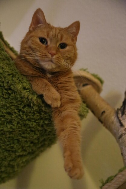 Close-up portrait of cat at home