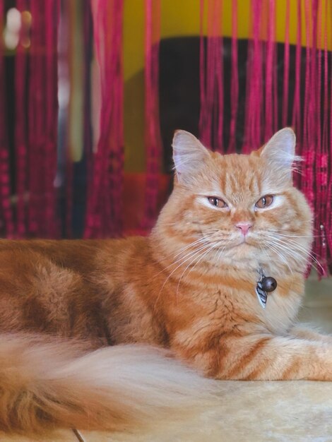 Photo close-up portrait of a cat at home