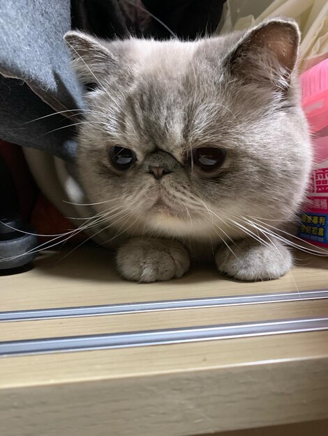 Foto ritratto ravvicinato di un gatto a casa