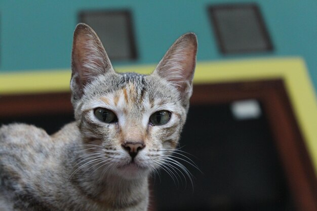 Foto ritratto ravvicinato di un gatto a casa