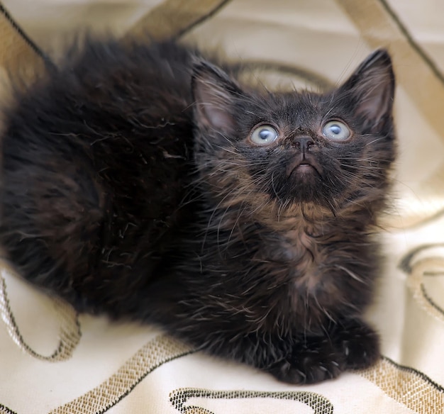 Foto ritratto ravvicinato di un gatto a casa