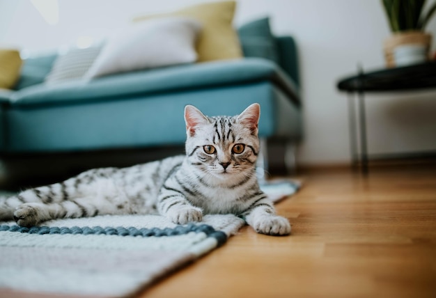 Foto ritratto ravvicinato di un gatto a casa