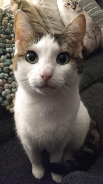 Close-up portrait of cat at home