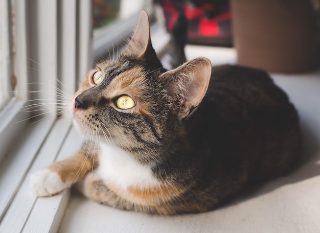 自宅の猫のクローズアップポートレート