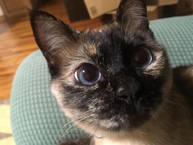 Close-up portrait of cat at home