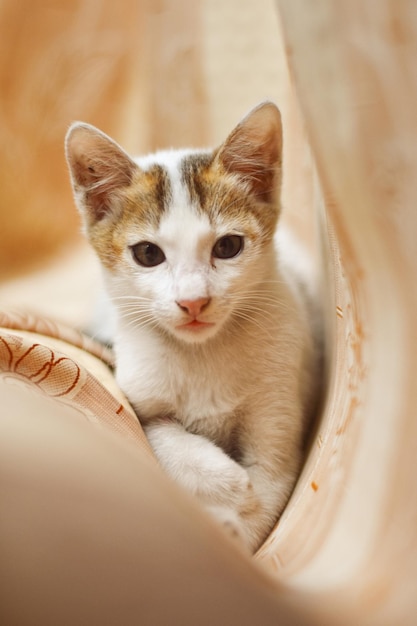 Photo close-up portrait of cat kitten