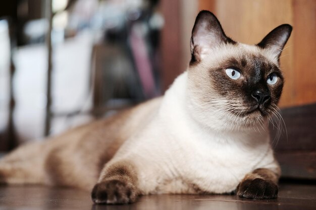 Close-up portrait of a cat looking away