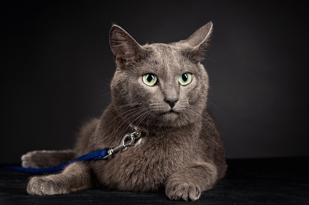 Photo close-up portrait of a cat looking away