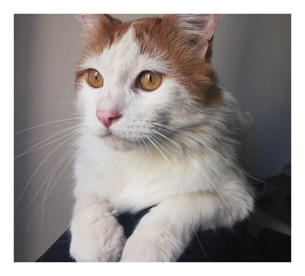 Close-up portrait of a cat looking away