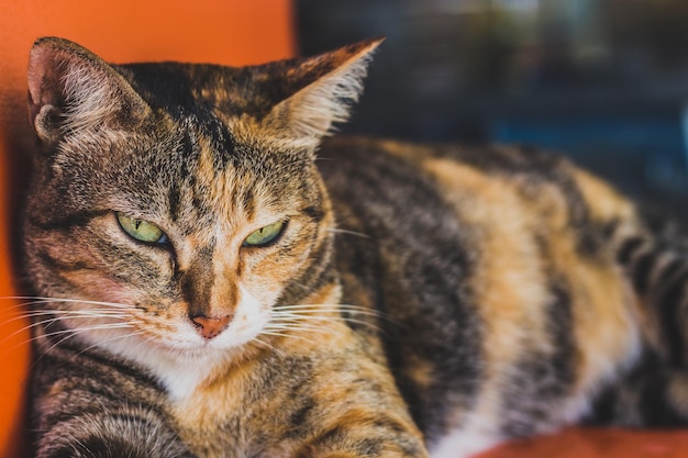 Close-up portrait of a cat looking away