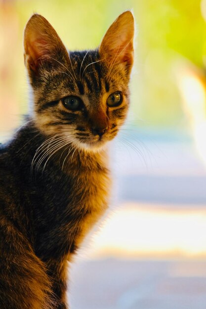 Foto ritratto da vicino di un gatto che guarda da un'altra parte