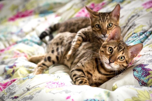 Foto ritratto ravvicinato di un gatto sdraiato sul letto