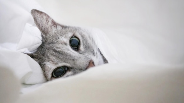 Close-up portrait of cat lying on bed