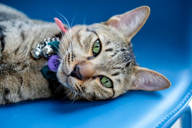 Close-up portrait of cat lying down