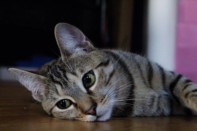 Photo close-up portrait of cat lying down