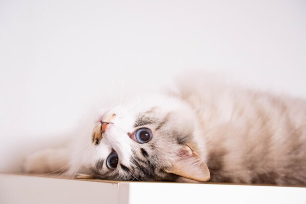 Close-up portrait of a cat lying down