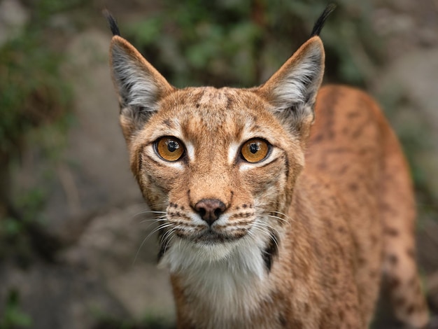 Foto ritratto in primo piano di un lince gatto che guarda la telecamera con gli occhi aperti